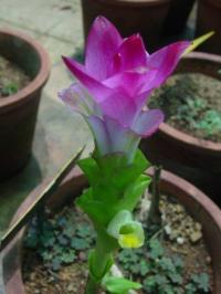 Curcuma Leucorrhiza (соцветие)