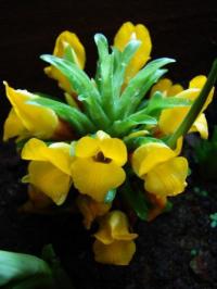 Curcuma cannanorensis