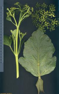 Pastinaca lucida. Верхушка растения, лист и соцветие