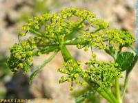 Pastinaca lucida. Соцветие