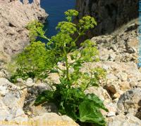 Pastinaca lucida. Растение