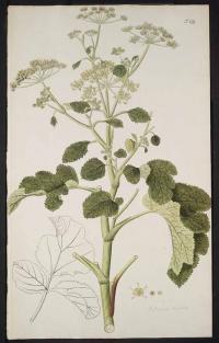 Pastinaca lucida. Иллюстрация
