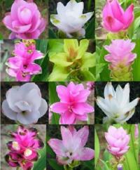 Curcuma alismatifolia