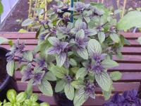 Африканский синий (African Blue basil)