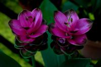Curcuma alismatifolia