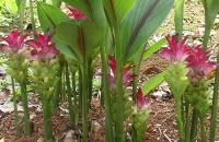 Curcuma zedoaria