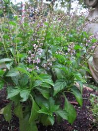 Базилик вида Ocimum selloi