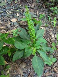 Ocimum selloi, он же Ocimum carnosum базилик с ароматом перца