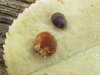 Плод и семя сумаха