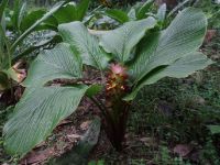 Curcuma aurantiaca