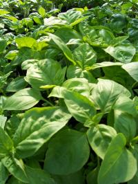 Генуэзский базилик (Genovese basil)