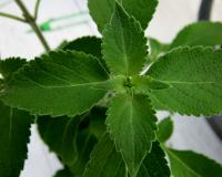 Священный базилик (Vana tulsi)