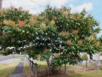 Rhus chinensis. Дерево
