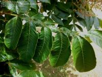 Rhus chinensis. Лист растения
