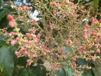Rhus chinensis. Соплодие