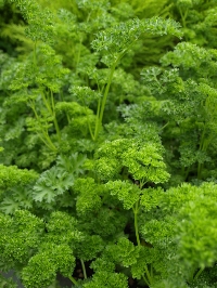 Petroselinum crispum: Forest Green