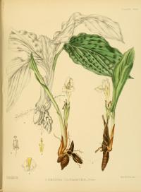 Curcuma oligantha (иллюстрация)