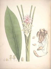 Curcuma amada (иллюстрация)