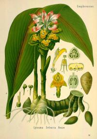 Curcuma zedoaria (иллюстрация)