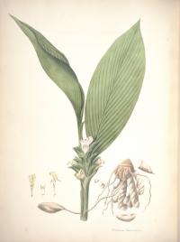 Curcuma Leucorrhiza (иллюстрация)
