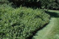 Rhus aromatica. Куст
