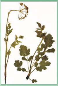 Pastinaca clausii. Гербарий
