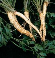 Petroselinum tuberosum: Bartowich Long