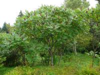 Rhus typhina. Дерево