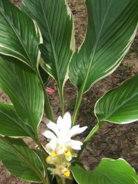 Curcuma Petiolata Emperor, Variegatа или Figi