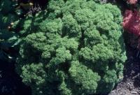 Petroselinum crispum: Darki