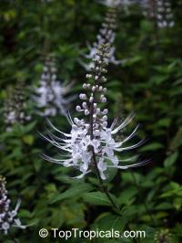 Ocimum aristatum