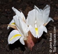 Curcuma singularis
