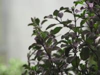 Темный священный базилик (Krishna-tulsi)