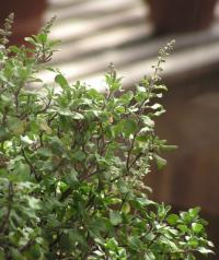 Светлый священный базилик (Shri-tulsi)
