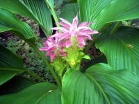Curcuma australasica