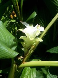 Редкая белая разновидность Curcuma australasica