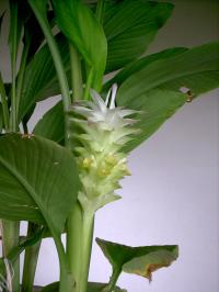 Куркума длинная (Curcuma Longa)