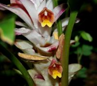 Curcuma inodora (цветки)