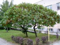 Rhus typhina. Дерево