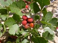 Rhus aromatica. Плоды