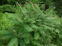 Rhus glabra. Растение