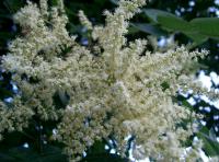 Rhus chinensis. Соцветие
