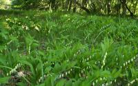Вьетнамский кориандр (Polygonum odoratum)