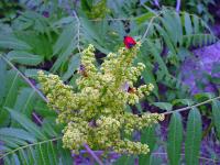 Rhus glabra. Соцветие