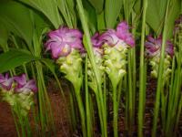 Curcuma elata