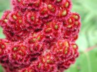 Rhus typhina. Часть соплодия