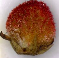 Rhus glabra. Плод