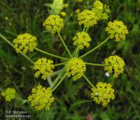 Pastinaca hirsuta. Соцветие