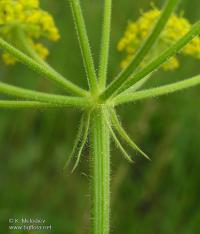 Pastinaca hirsuta. Часть соцветия