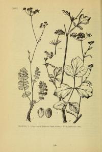 Pastinaca armena. Иллюстрация